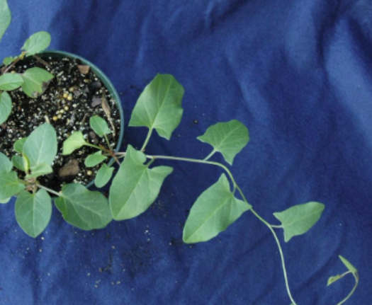 <p>Field bindweed&nbsp;(Convolvulaceae)</p>