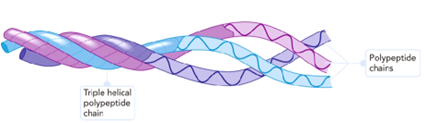<p>Triple helix made of glycine and proline </p>