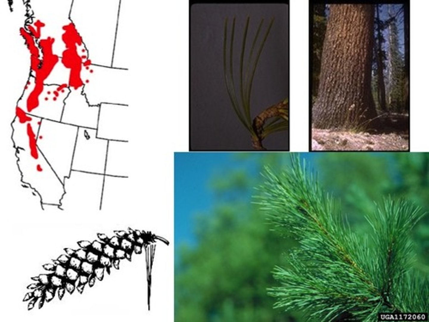 <p>- soft pine</p><p>- fascicles: 5s</p><p>- needles: green on adaxial and blue on abaxial due to 4 prominent stomatal bands, soft, flexible, curvy.</p><p>- cones: slightly wider and more flexible than other soft pines.</p>