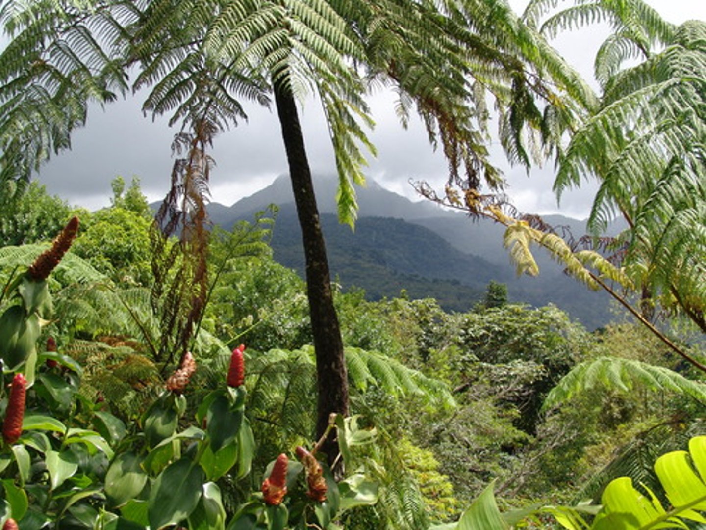 <p>la selva tropical</p>