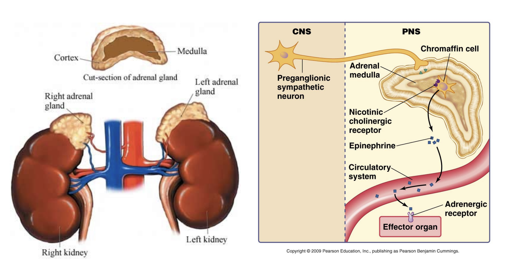 <ul><li><p>SNS</p><ul><li><p>SNS - preganglionic sympathetic neuron that leads to the Adrenal Medulla, which produces adrenaline in response to stress</p></li><li><p>Remove adrenergic response = stop producing</p><ul><li><p>Don’t need a 2nd neuron to stop</p></li></ul></li></ul></li></ul><p></p>