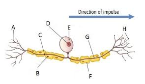 <p>sensory neuron</p>