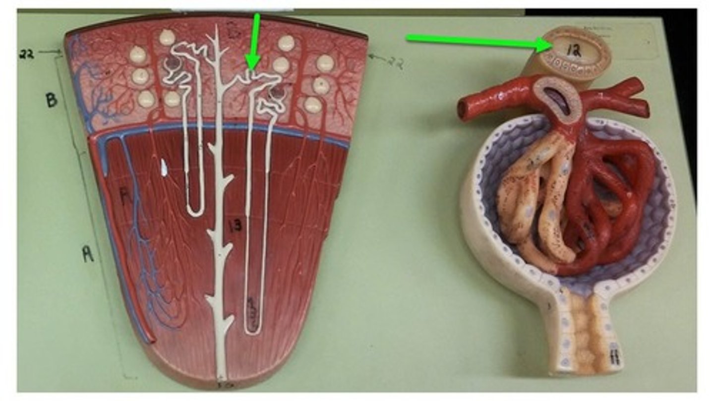 <p>twisting, microscopic passageway</p>