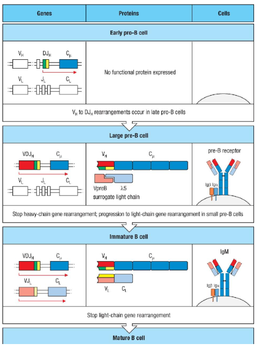 <p>B cell development progresses through specific stages of gene rearrangement:</p><ul><li><p><strong>Early pro-B cell:</strong> Initiates heavy chain rearrangement with <strong>D-to-J</strong> joining. No functional protein is produced yet.</p></li><li><p><strong>Late pro-B cell:</strong> <strong>V-to-DJ</strong> rearrangement occurs first on one chromosome. If unsuccessful, it happens on the second chromosome. A functional heavy chain leads to <strong>mu chain</strong> production.</p></li><li><p><strong>Large pre-B cell:</strong> The mu chain combines with surrogate light chains <strong>(lambda 5 and VpreB)</strong> to form the <strong>pre-B cell receptor</strong>, which pairs with <strong>Igα and Igβ</strong> to signal the cell to halt heavy chain rearrangement and begin proliferation.</p></li><li><p><strong>Small pre-B cell:</strong> Light chain rearrangement starts with <strong>V-to-J</strong> joining. A successful rearrangement results in a complete <strong>IgM</strong> molecule.</p></li><li><p><strong>Immature B cell:</strong> IgM, now paired with <strong>Igα and Igβ</strong> on the cell surface, signals to stop further light chain rearrangement, leading to maturation.</p></li><li><p><strong>Key Points:</strong> Failure at any step in producing functional heavy or light chains leads to <strong>cell death</strong>.</p></li></ul><p></p>