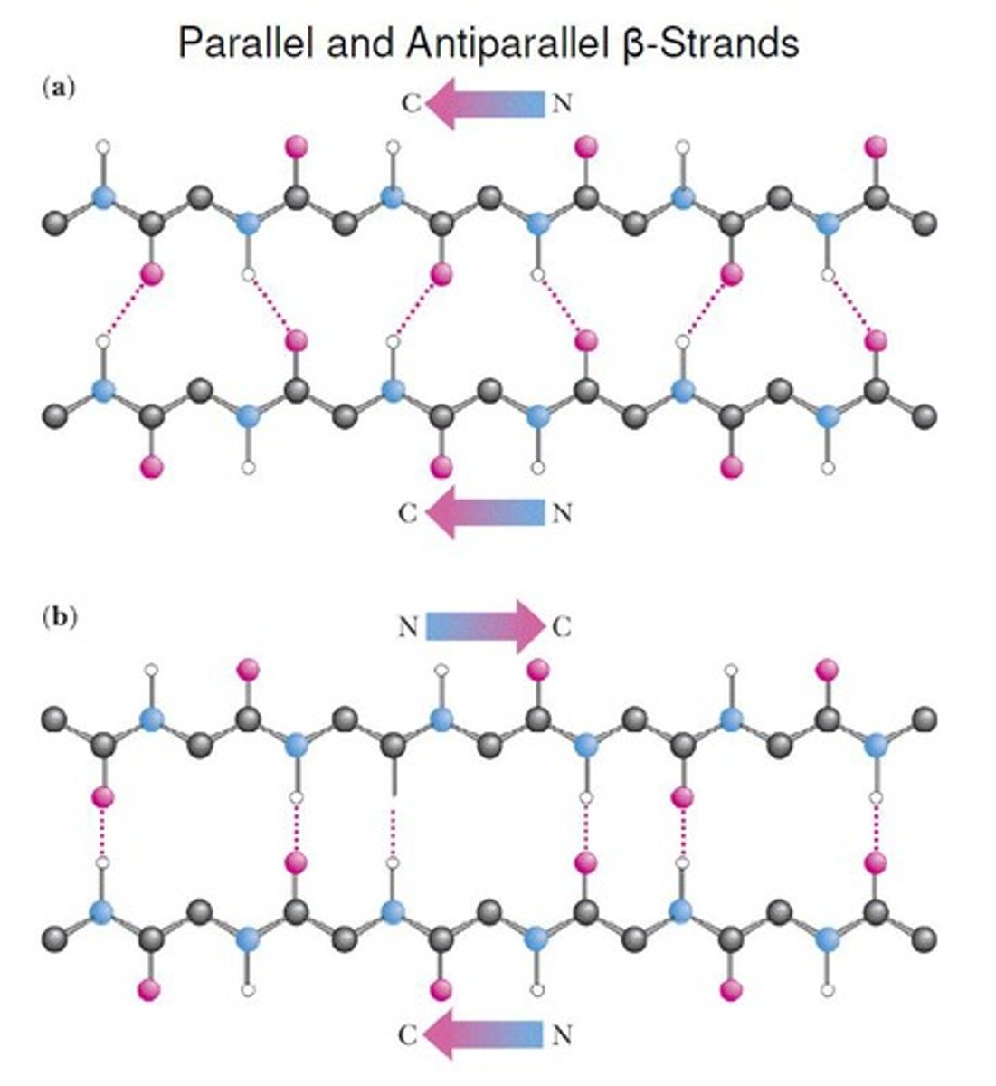 <p>parallel wedges face same way</p><p>antiparallel face opposite</p>