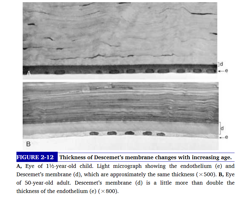<p>descemet membrane consists of 2 laminae. the anterior lamina is 3 micrometeres thic, banded appearance and a latticework of collagen fibrils secreted during embyronic development. posterior is nonbanded&nbsp;and homogenous - its the portion secreted by the endothelim </p><p>descemets exhibits elastic properties- if torn it will curl into the anterior chamber . very resistant to trauma </p>