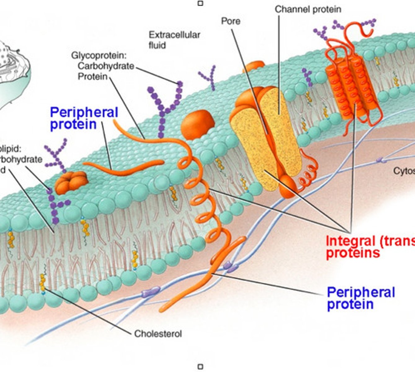 <p>proteins that penetrate the hydrophobic interior of the lipid bilayer</p>