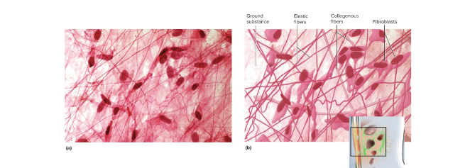 <p>Loose areolar tissue</p>