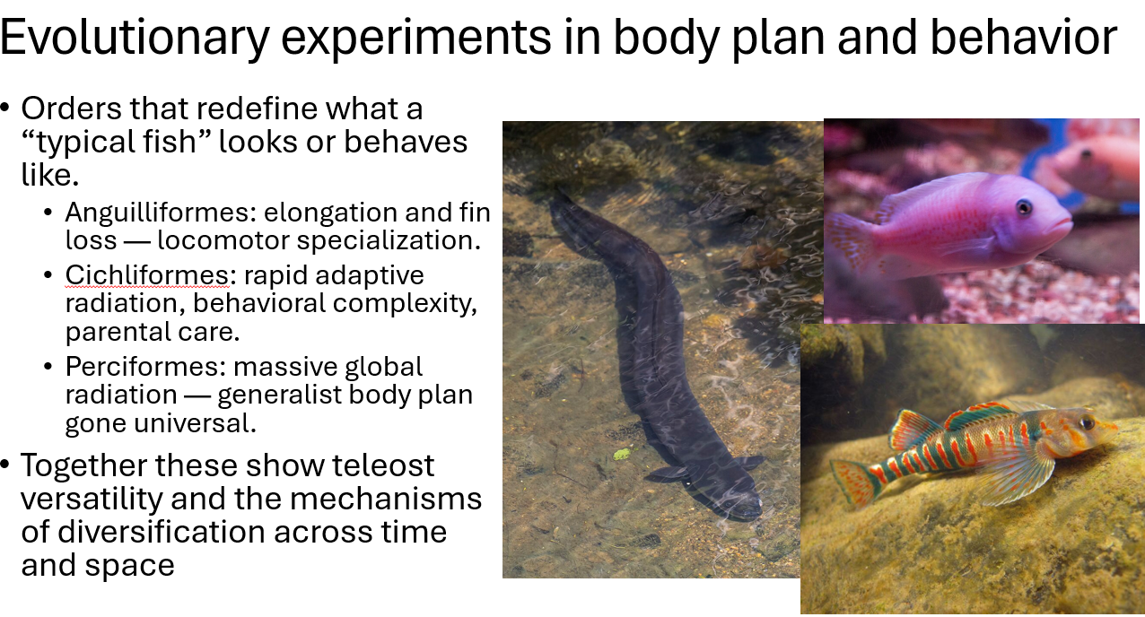 <p><span style="color: rgb(0, 0, 0);"><span>• Anguilliformes: elongation and fin loss — locomotor<br>specialization.<br>• Cichliformes: rapid adaptive radiation, behavioral<br>complexity, parental care.<br>• Perciformes: massive global radiation — generalist body plan gone universal.</span></span></p>