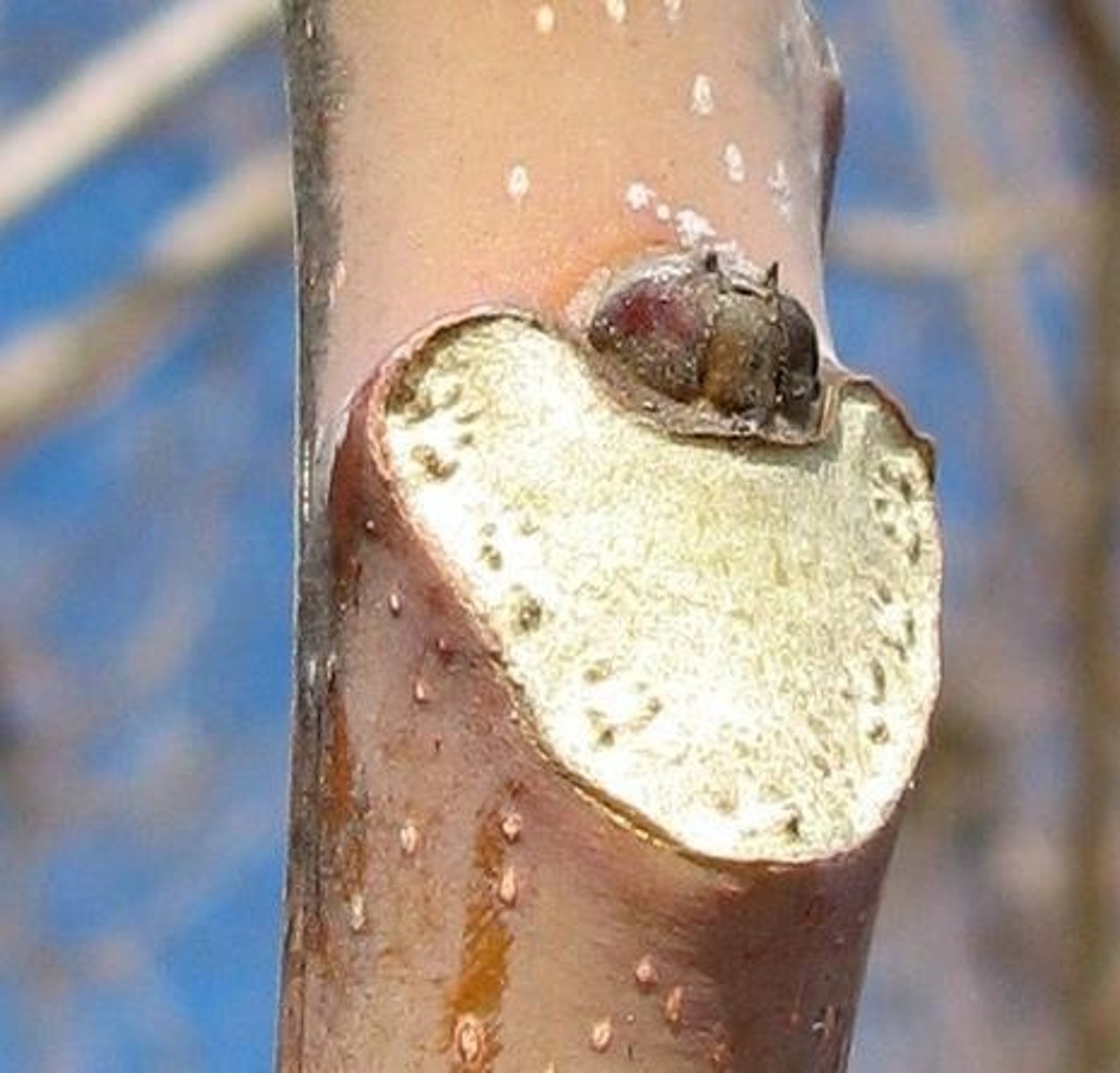 <p>The mark left on a stem after a leaf falls.</p>
