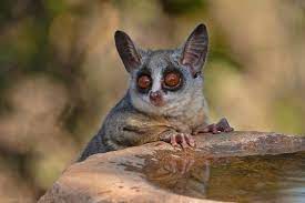 Galagos (Bushbabies)