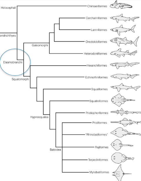 <p>Type of Chondrichthyan containing superorder holocephalimorpha with one extant order: chimaeriformes </p>