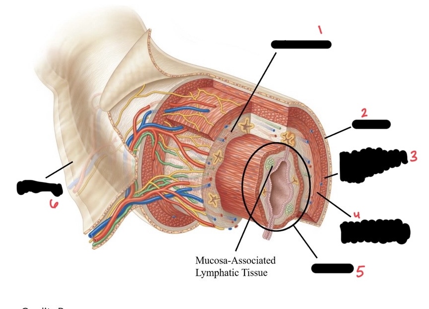 <p>3 (specific muscle layer)</p>