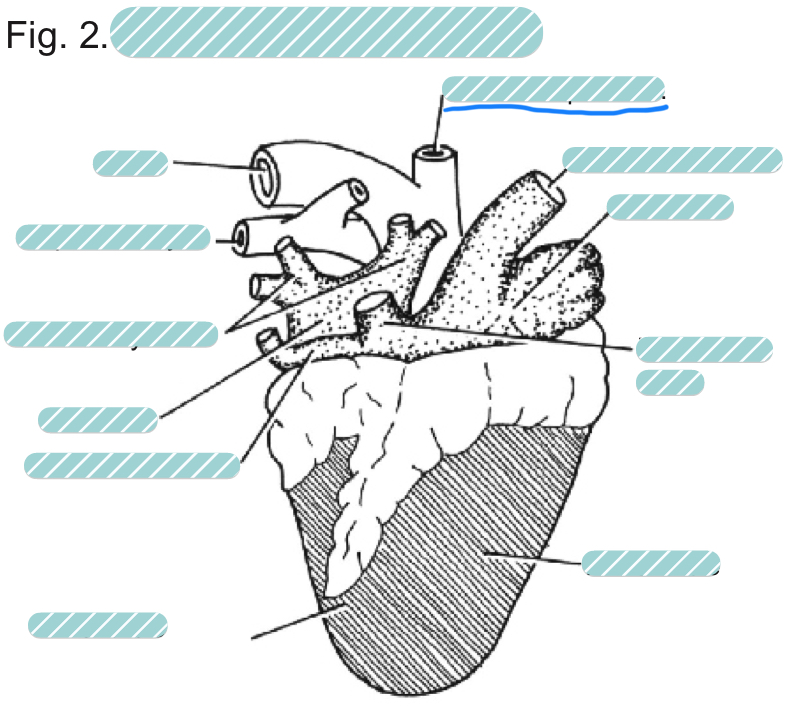 <p>What is the underlined label?</p>