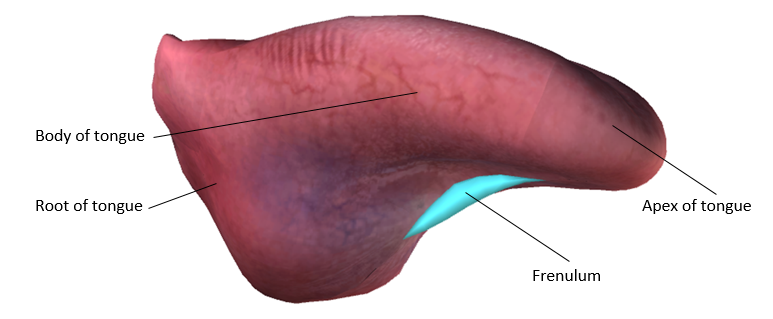 I am responsible for gripping food and repositioning it between the teeth, forming it into a compact mass called a **bolus** 
