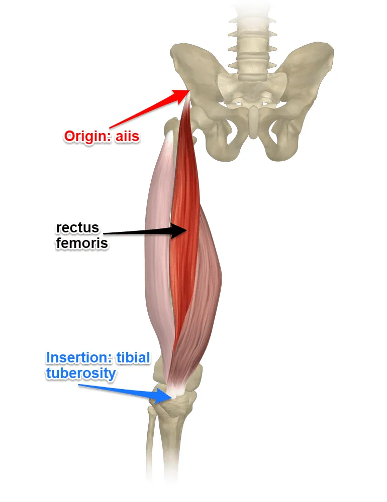 <p>Location:</p><ul><li><p><strong>anterior thigh compartment's</strong></p></li></ul><p></p><p>Function:</p><ul><li><p><strong>extend the knee</strong></p></li><li><p><strong>assists iliopsoas in hip flexion</strong></p></li></ul><p></p>