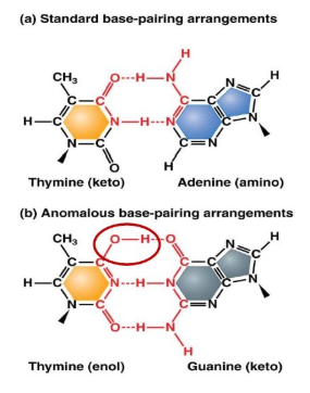<ul><li><p>Tautomers: alternate chemical forms that differ by only a single proton shift </p></li><li><p>tautomeric shifts may lead to permanent base-pair changes. </p></li></ul><p></p>