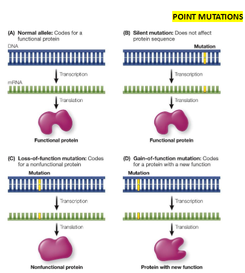 <p><strong>Silent Mutations</strong><br> Do not affect protein function</p><p><strong>Loss-of-Function Mutations</strong><br> Prevent gene transcription or produce nonfunctional proteins<br> Usually recessive</p><p><strong>Gain-of-Function Mutations</strong><br> Produce a protein with altered or new function<br> Usually dominant<br> Common in cancer cells</p><p><strong>Point Mutations</strong><br> <strong>Forward Mutation</strong> – Wild-type sequence changes to mutant<br> <strong>Reverse Mutation</strong> – Mutant sequence changes back to wild-type</p>