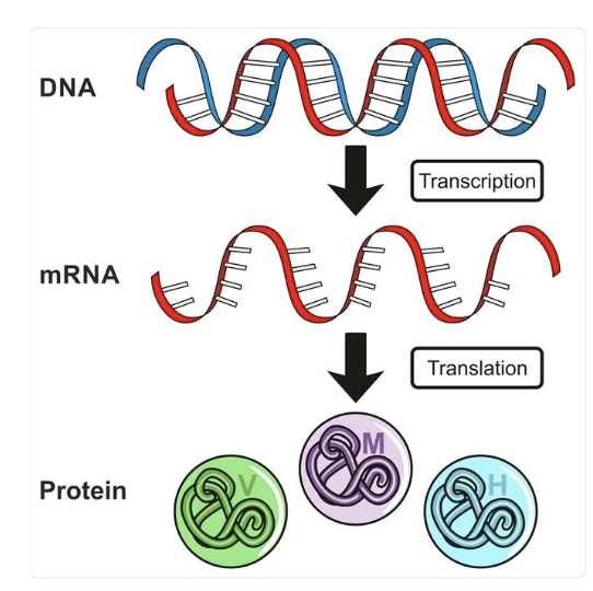 <ul><li><p>Not all genes are expressed in every cell</p></li><li><p><strong>DNA → mRNA → Protein</strong> = gene expression</p><ul><li><p>Transcription + translation = gene expression</p></li></ul></li><li><p>Different cells express different proteins</p><ul><li><p>Macrophage: doesn’t make eosinophil proteins</p></li><li><p>Eosinophil: expresses eosinophil peroxidase</p></li></ul></li><li><p>This selective expression makes cells unique</p></li></ul><img src="https://knowt-user-attachments.s3.amazonaws.com/f986092c-bef2-4099-bbf2-7bdadab193a5.png" data-width="100%" data-align="center"><p></p>