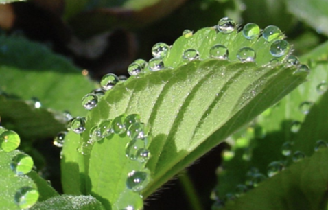 <p>Guttation helps plants to dispose of unwanted solutes. Pressure potential becomes so high it moves water out of the plant.</p><p>In comparison to transpiration, guttation loses water as liquid water, while transpiration loses water as water vapor.</p><p>Guttation eliminates sugars, salts, and amino acids. Transpiration only evaporates pure water.</p>