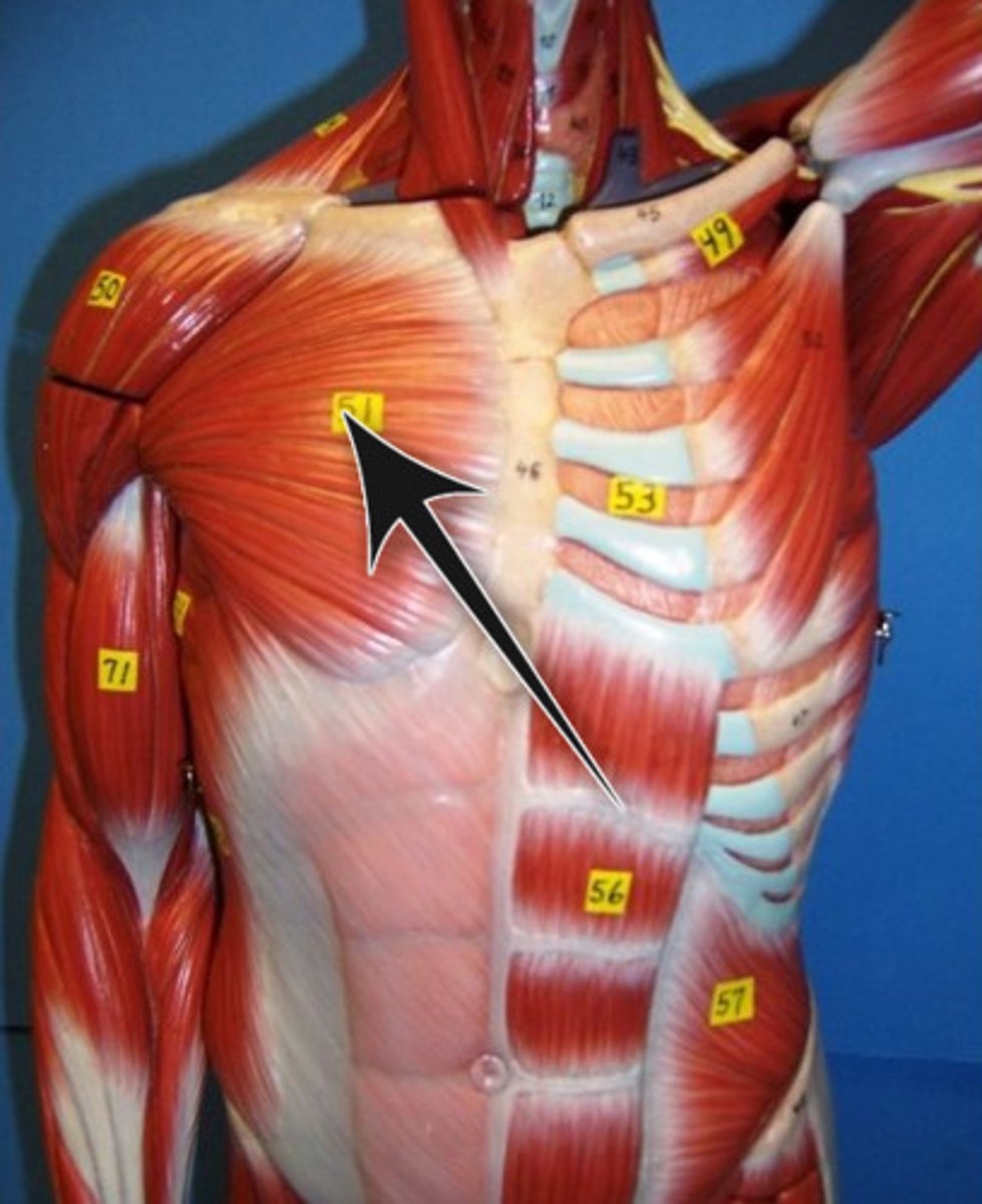 <p>- adduction, flexion, rotation</p><p>- moves arm</p>