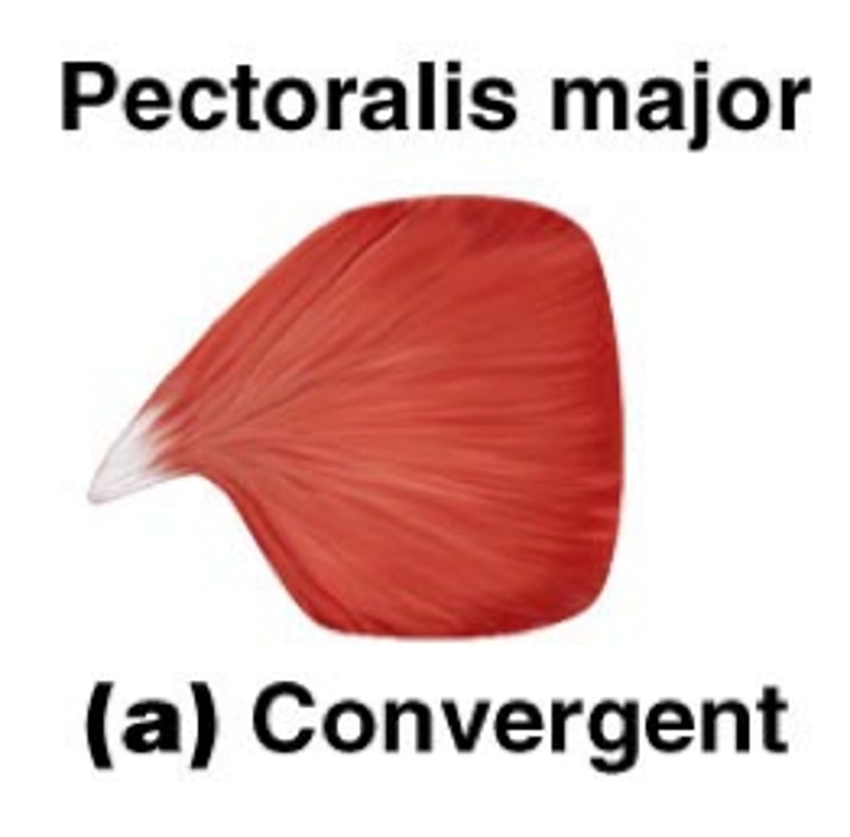 <p>-origin of muscle is broad, fibers taper as approach insertion</p><p>-both force and range of motion benefit</p><p>-ex: pectoralis major</p>
