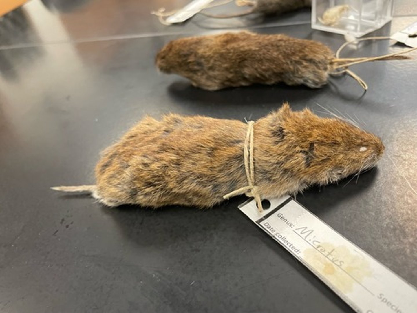 <p>Family: Cricetidae</p><p>Genus & Species: Microtus pinetorum</p>