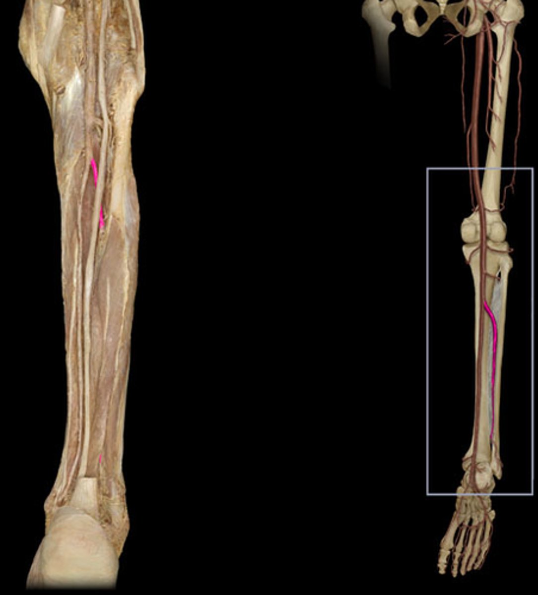 <p>- Runs down parallel and lateral to tibial artery</p><p>- Supplies blood to lateral leg and superfical posterior</p>
