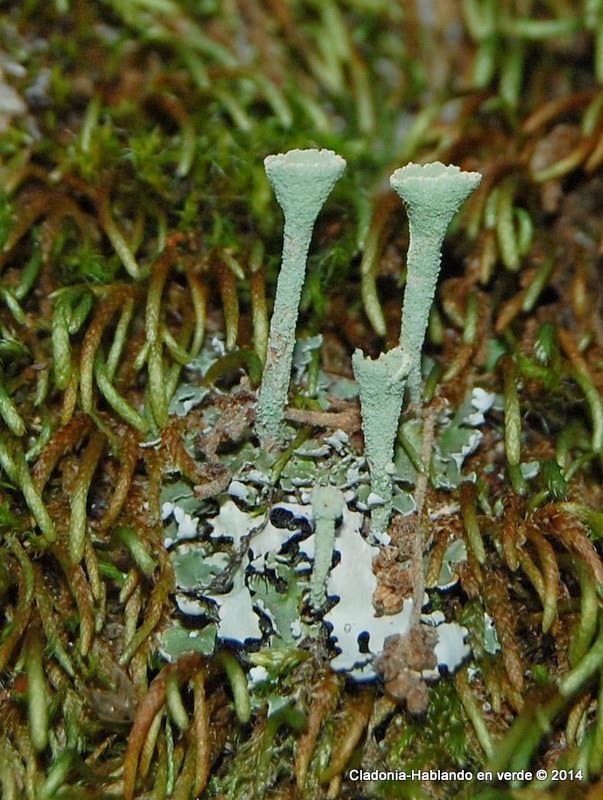 <p>L铆quen</p>