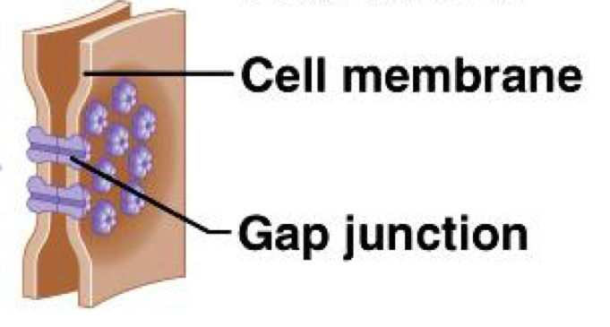 <p>Gap Junctions</p>