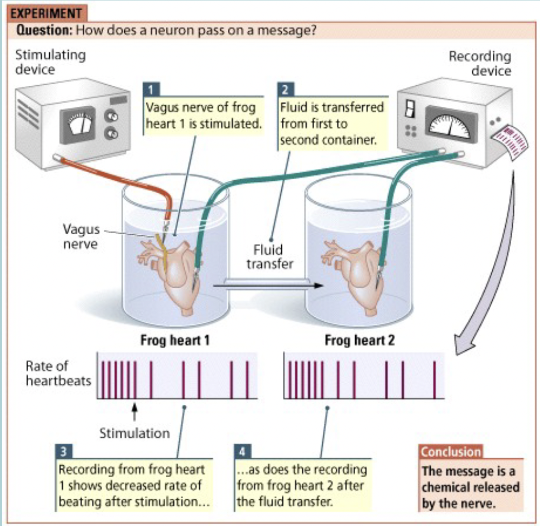 <p>Chemical communication: 1st evidence</p><ul><li><p>Done by Otto Loewi FROG HEART experiment&nbsp;</p></li><li><p>Stimulated the VAGUS NERVE&nbsp;</p></li><li><p>SLOWS the heart&nbsp;</p></li><li><p>The two hearts shared fluid and they exhibited the same RESPONSE even though the other heart was not stimulated&nbsp;</p></li><li><p>Chemical found to be ACETYLCHOLINE&nbsp;</p></li></ul><p></p>
