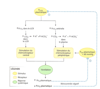 <ul><li><p class=""><strong>PCO2 plasmatique élevée</strong> → détectée par les deux types.</p><ul><li><p class="">70–80 % de la réponse : <strong>chémorécepteurs centraux (LCR)</strong>.</p></li><li><p class="">20–30 % : <strong>chémorécepteurs périphériques</strong>.</p></li></ul></li><li><p class=""><strong>PO2 plasmatique basse (< 60 mmHg)</strong> → stimule les <strong>chémorécepteurs périphériques</strong>.</p></li><li><p class="">Leur activation → augmente la <strong>ventilation</strong>.</p></li><li><p class="">↑ ventilation → ↑ PO2, ↓ PCO2.</p></li></ul><p></p>