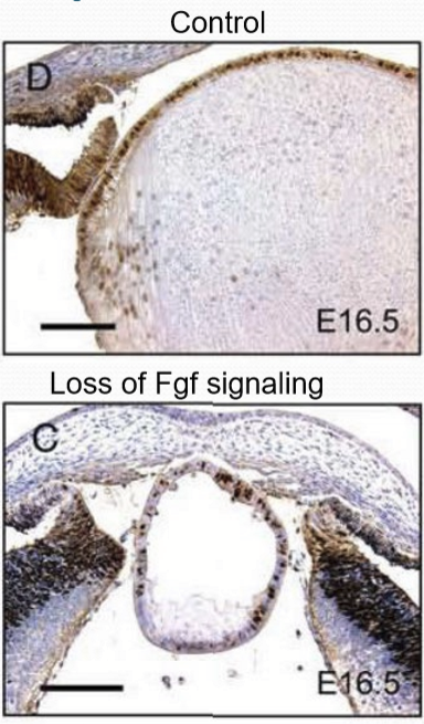 <p>Fgf/Fibroblast growth factor. It is a secreted signaling molecule. </p>