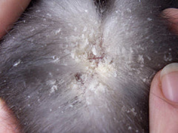 <p>what kind of mite</p>