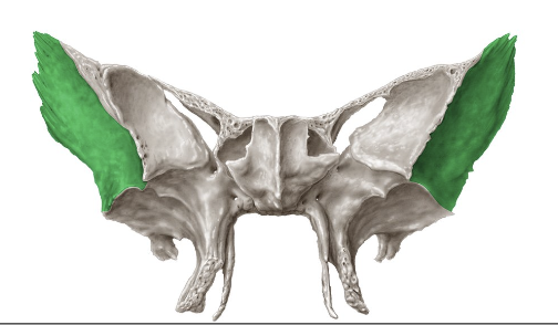 <p>Superficie de la ala mayor del esfenoides que forma parte con la fosa temporal. cerca del pterion</p>