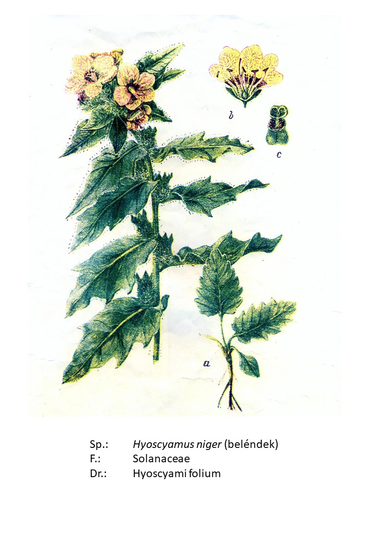 <p>beléndek</p>