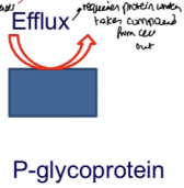 <p><strong><em><u>Extracellular / Intracellular:</u></em></strong></p><p><strong><em><u>Extracellular:</u></em></strong></p><p>Transporters in the small intestinal mucosa facilitate absorption</p><p>Proteins (e.g., P-glycoprotein) actively transport compounds <strong><mark data-color="red" style="background-color: red; color: inherit">OUT</mark> </strong>of the enterocyte, <strong><mark data-color="red" style="background-color: red; color: inherit">back into the intestinal lumen</mark></strong><mark data-color="red" style="background-color: red; color: inherit">, </mark><strong><mark data-color="red" style="background-color: red; color: inherit">REDUCING absorption</mark></strong><mark data-color="red" style="background-color: red; color: inherit">.</mark> This mechanism often limits bioavailability for certain drugs.</p>