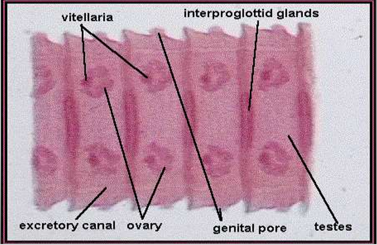 <p>Moniezia benedeni</p>