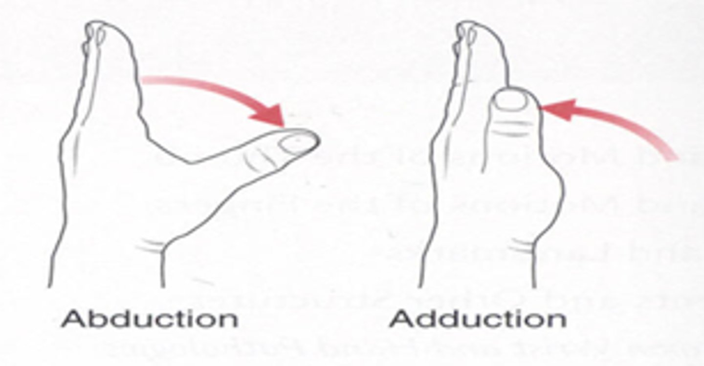 <p>adduction and abduction</p>