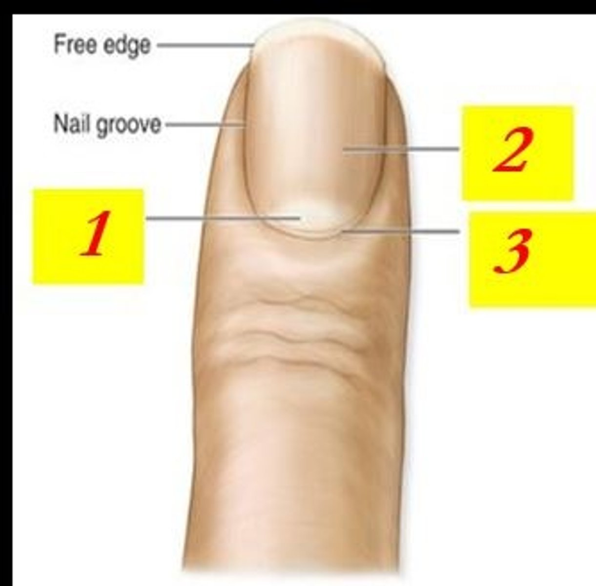 <p>What is the structure indicated by #1 ?</p>