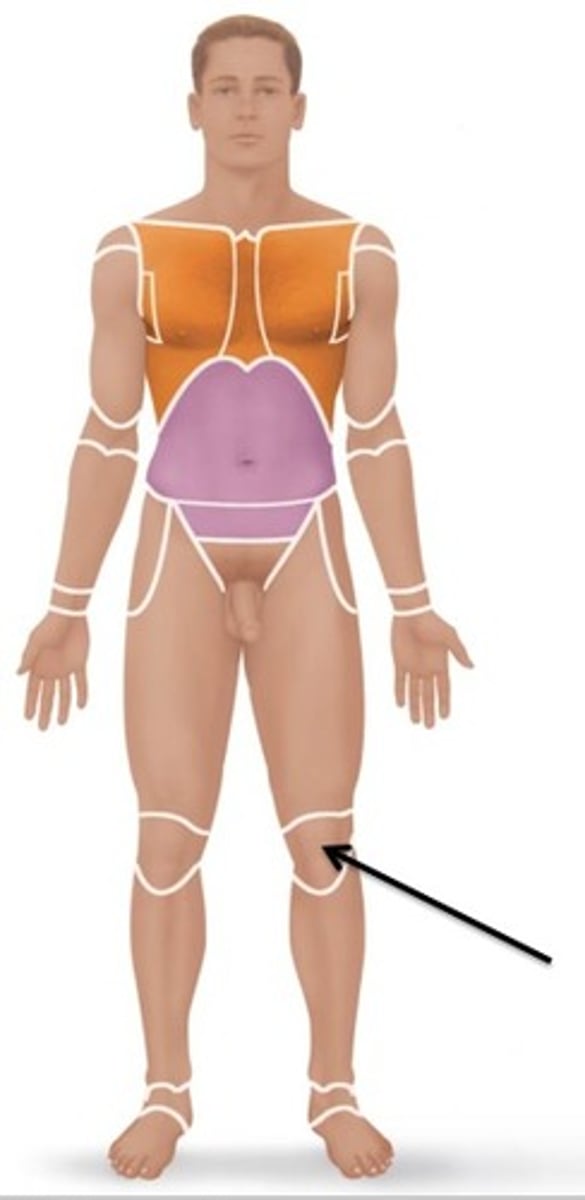 <p>Relating to the kneecap.</p>