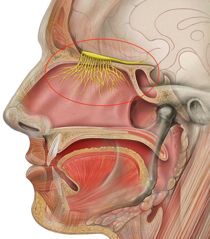 <p><span>Enables the olfactory system and sense of smell</span></p>