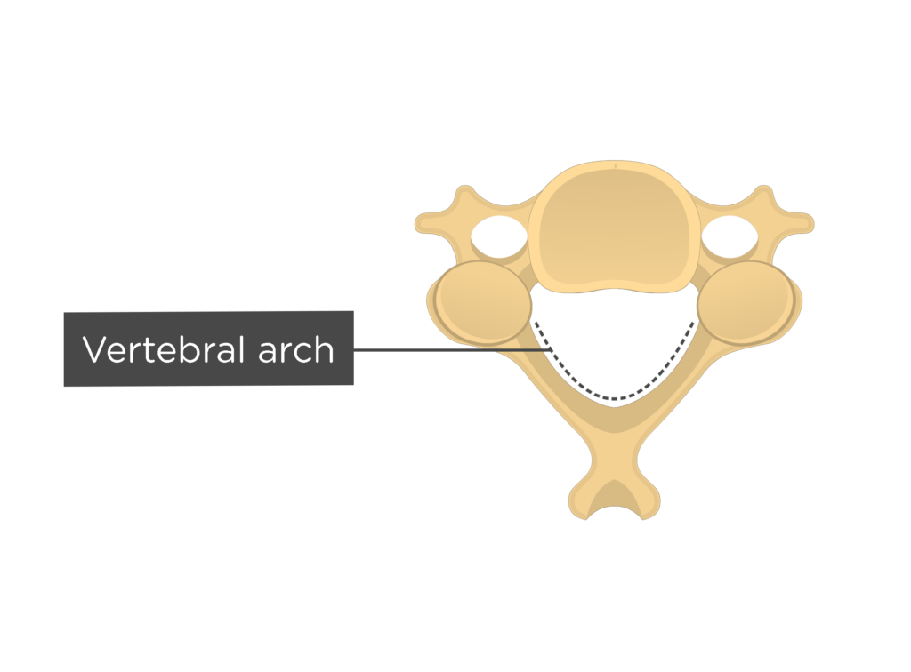 <p>irregular horse shoe-shaped with projections</p>