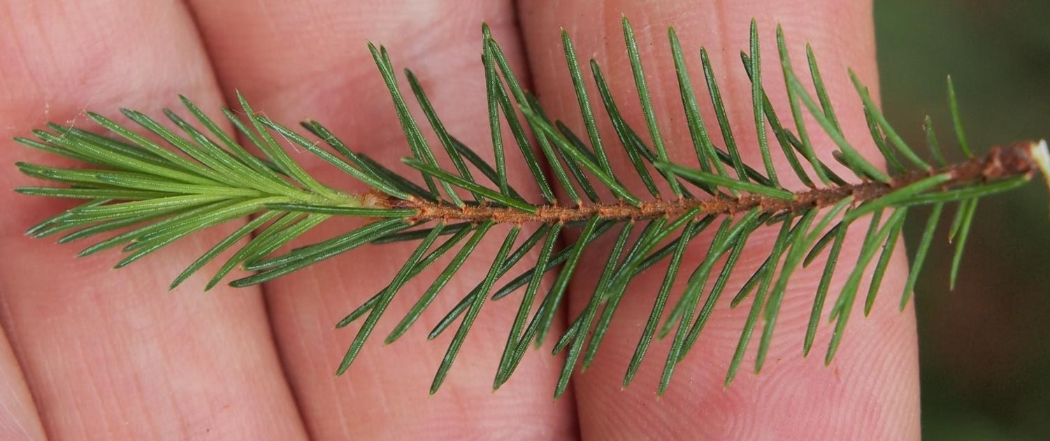 <p>Black spruce</p>