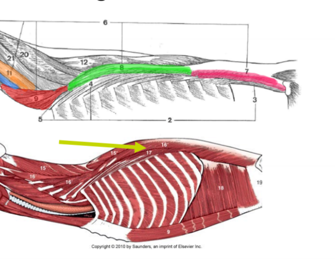 <p>Grön och rosa, O, I, F (16)</p>