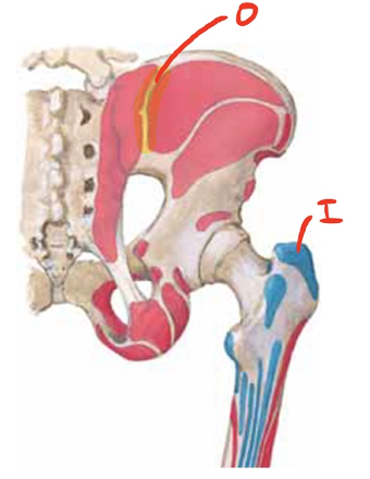 <p>What muscle forms attachments at these cites?</p>