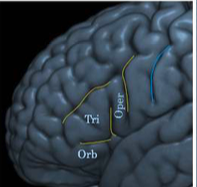 <p>separated into 3 further areas </p><ul><li><p>pars opercularis</p></li><li><p>pars trinagularis</p></li><li><p>pars orbitalis </p></li></ul>