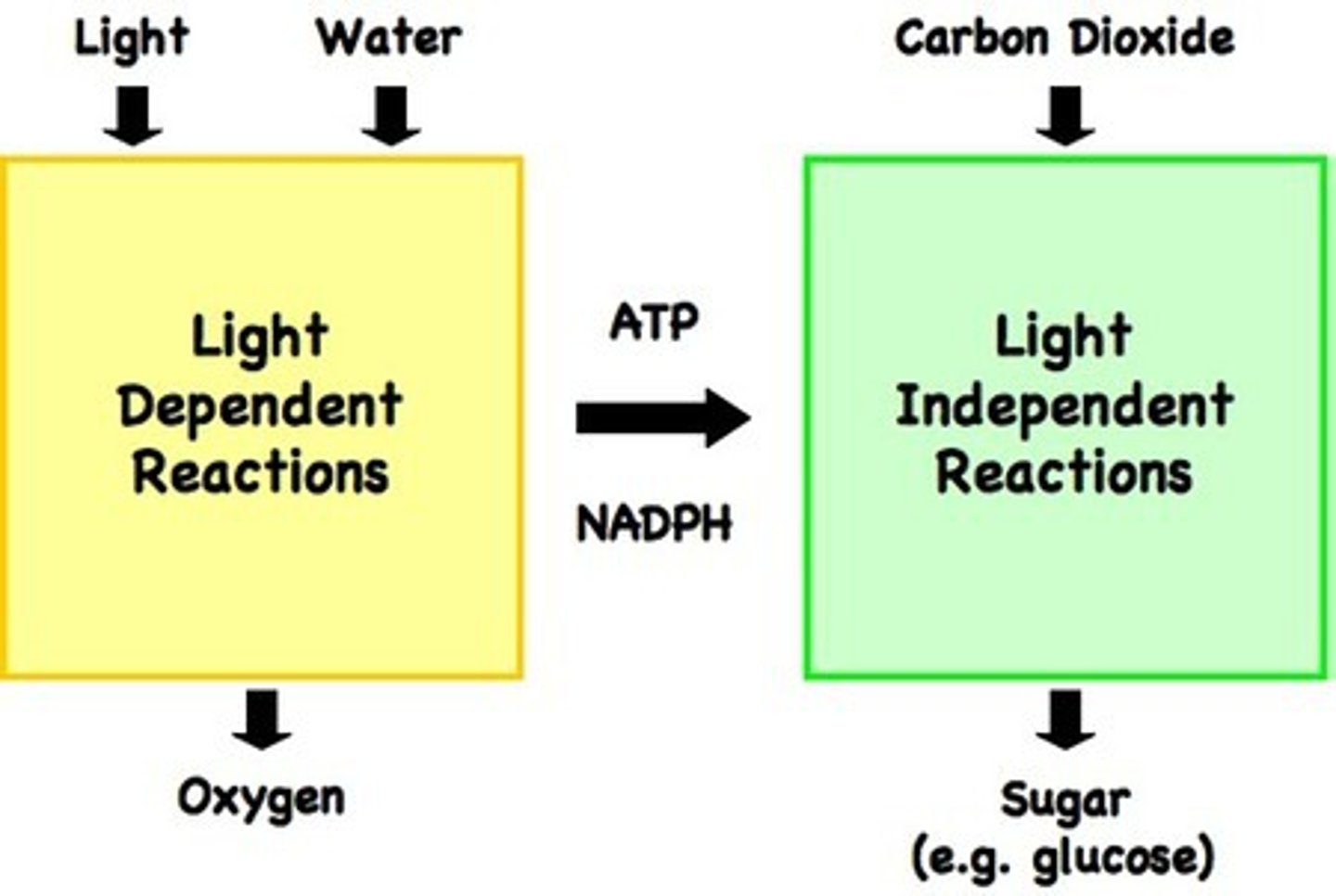 <p>Hydrogen from reduced NADP (NADPH) and carbon dioxide is used to build organic molecules, such as glucose. ATP supplies the required energy.</p>