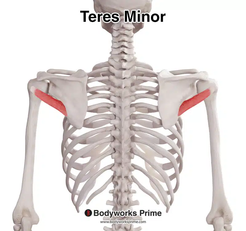 <p><span>Stabilize shoulder joint; assist rotation of humerus.</span></p>