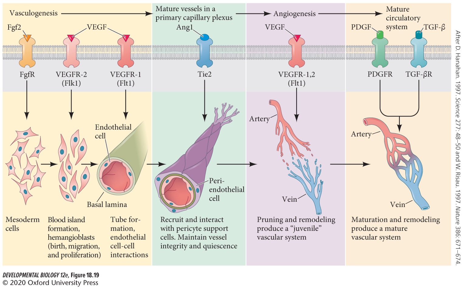 The vasculogenesis network is remodeled into a distinct capillary bed, arteries, and veins. 